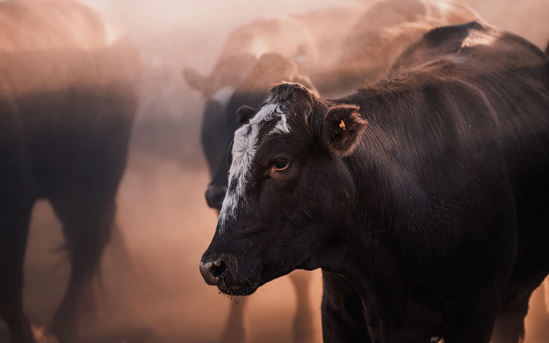 Cattle in warm evening light